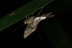 Pseudocollix hyperythra