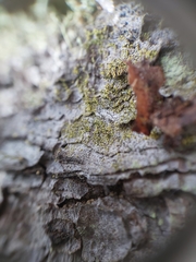 Chaenotheca chrysocephala