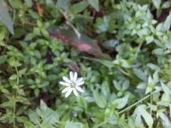 Stellaria flaccida