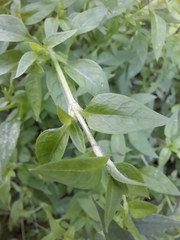 Stellaria flaccida