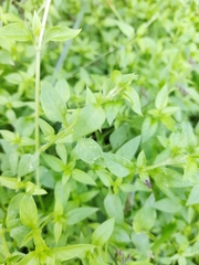Stellaria flaccida