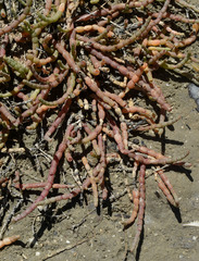 Tecticornia indica