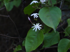Jasminum malabaricum