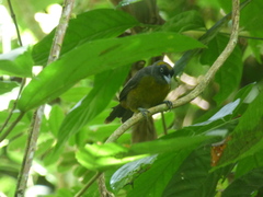 Mitrospingus cassinii