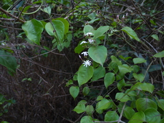 Jasminum malabaricum