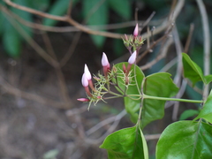 Jasminum malabaricum