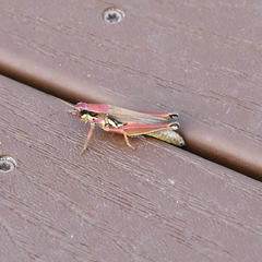 Paroxya atlantica