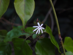 Jasminum malabaricum