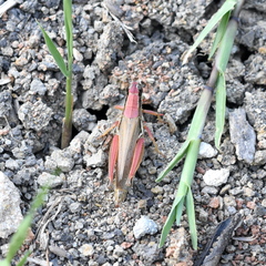Paroxya atlantica