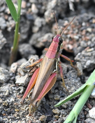 Paroxya atlantica