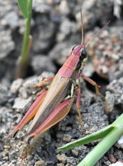 Paroxya atlantica