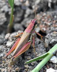 Paroxya atlantica