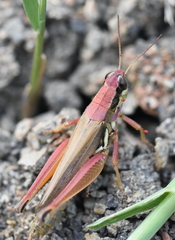 Paroxya atlantica