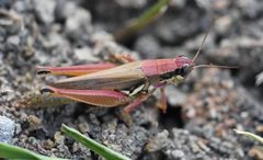 Paroxya atlantica