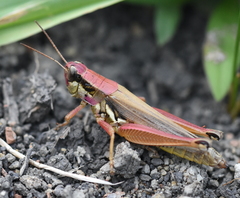 Paroxya atlantica