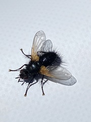 Zophomyia temula