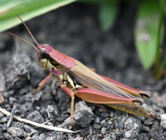 Paroxya atlantica