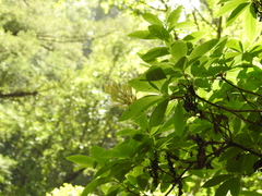 Rhododendron occidentale