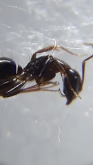 Camponotus barbatus