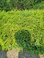 Buxus koreana