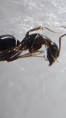 Camponotus barbatus
