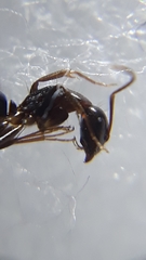 Camponotus barbatus