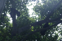 Eudynamys scolopaceus