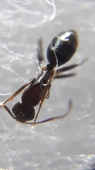Camponotus barbatus