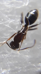 Camponotus barbatus