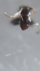 Camponotus barbatus