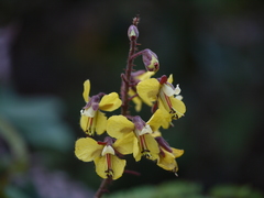 Hultholia mimosoides