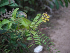 Hultholia mimosoides