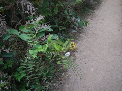 Hultholia mimosoides