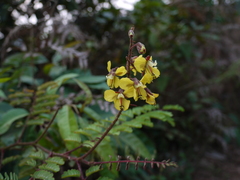 Hultholia mimosoides