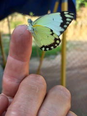 Belenois creona severina