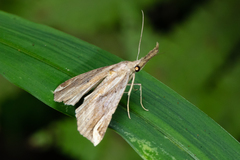 Hypena labatalis
