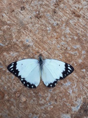 Belenois creona severina