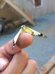 Belenois creona severina