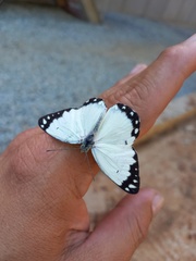 Belenois creona severina