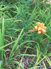 Hemerocallis fulva kwanso