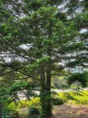 Abies koreana