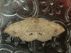 Eulepidotinae