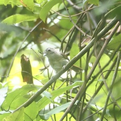 Malacopteron magnirostre