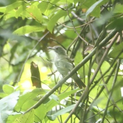 Malacopteron magnirostre