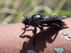 Andrenosomatini