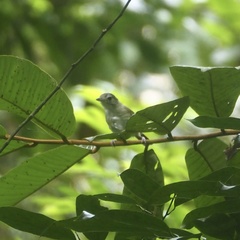 Malacopteron magnirostre