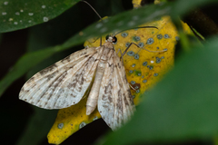 Sauris purpurotincta