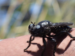 Andrenosomatini