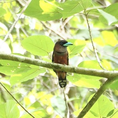 Eurylaimus javanicus