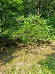 Lespedeza maximowiczii